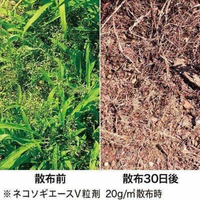 レインボー薬品 除草剤 ネコソギトップW粒剤 5kg袋 | 西村ジョイ ...