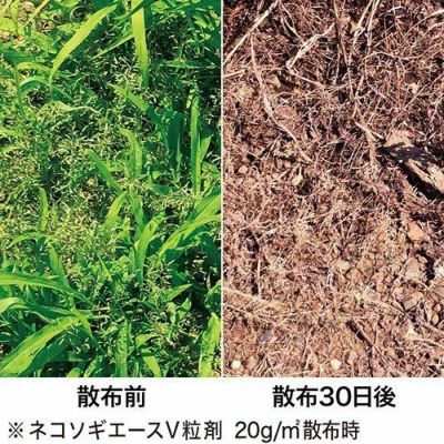 レインボー薬品 除草剤 ネコソギトップW粒剤 5kg袋 4903471101084