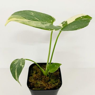 1品限りの販売】観葉植物 モンステラ デリシオーサ クリーム